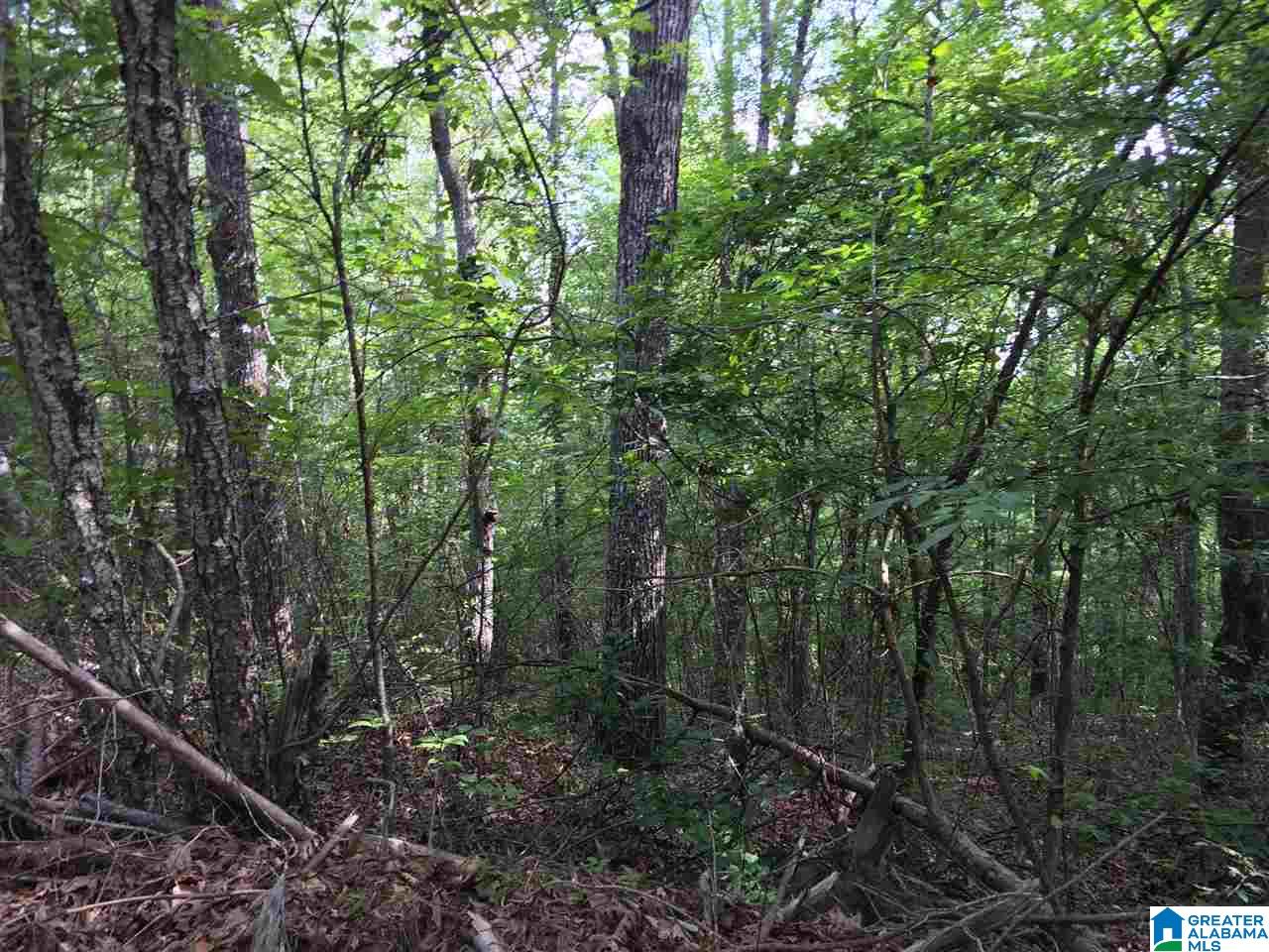 40-acres Sitton Road, Unit 40 ACRES Hayden, AL 35079 - Photo 7 of 11
