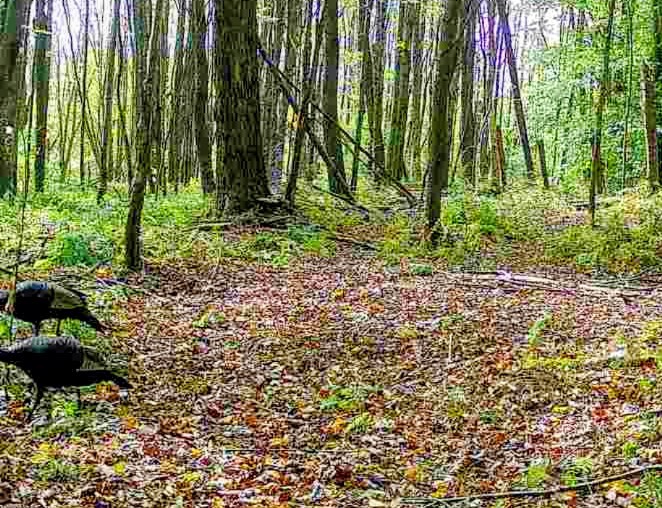 198 Spring Run Road Smethport, PA 16749 - Photo 25 of 26