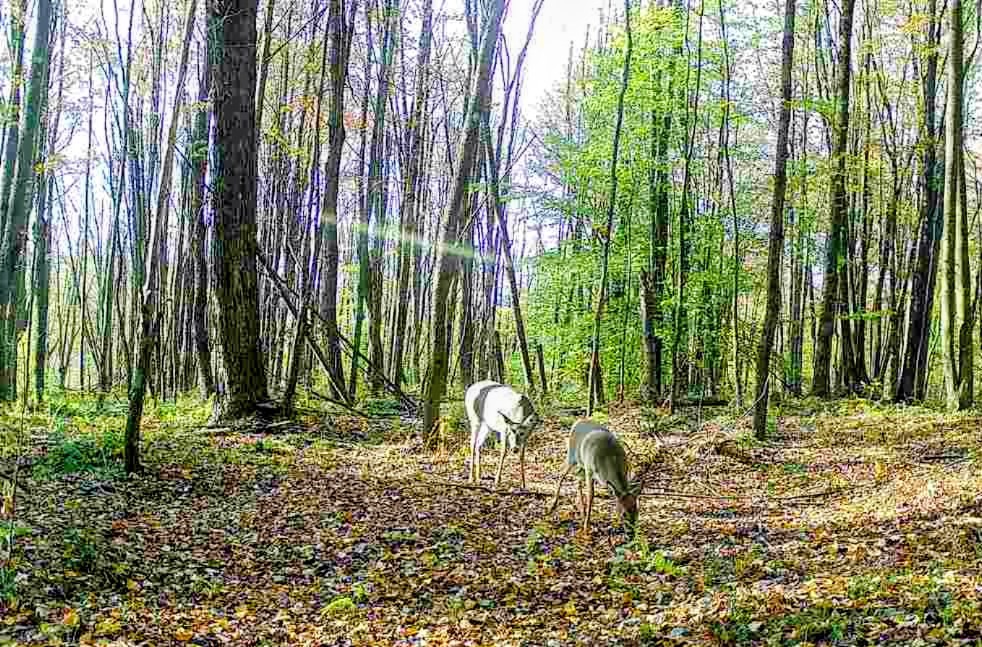 198 Spring Run Road Smethport, PA 16749 - Photo 26 of 26