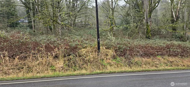a view of a forest with trees in the background