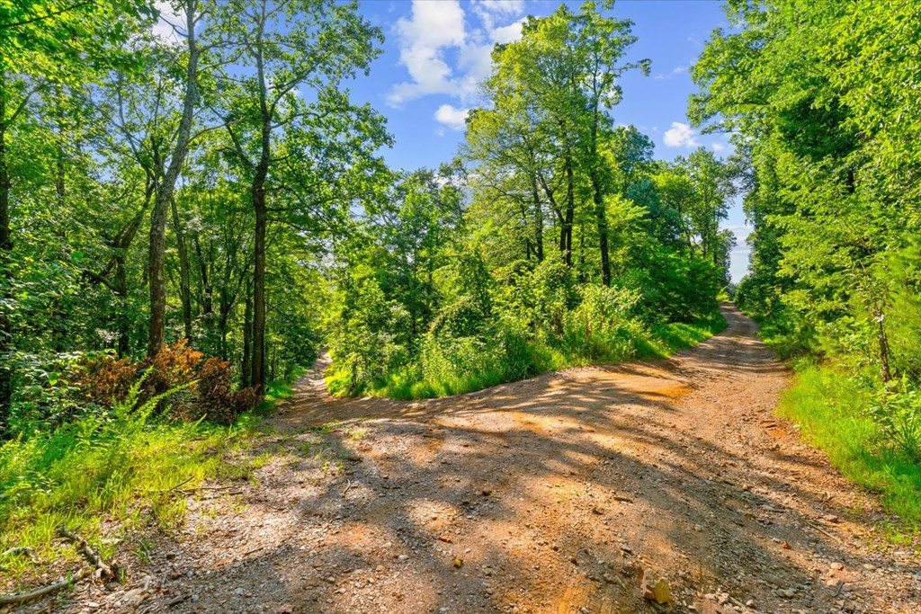 Lot 4-5 Firetower Road Jasper, GA 30143 - Photo 8 of 18