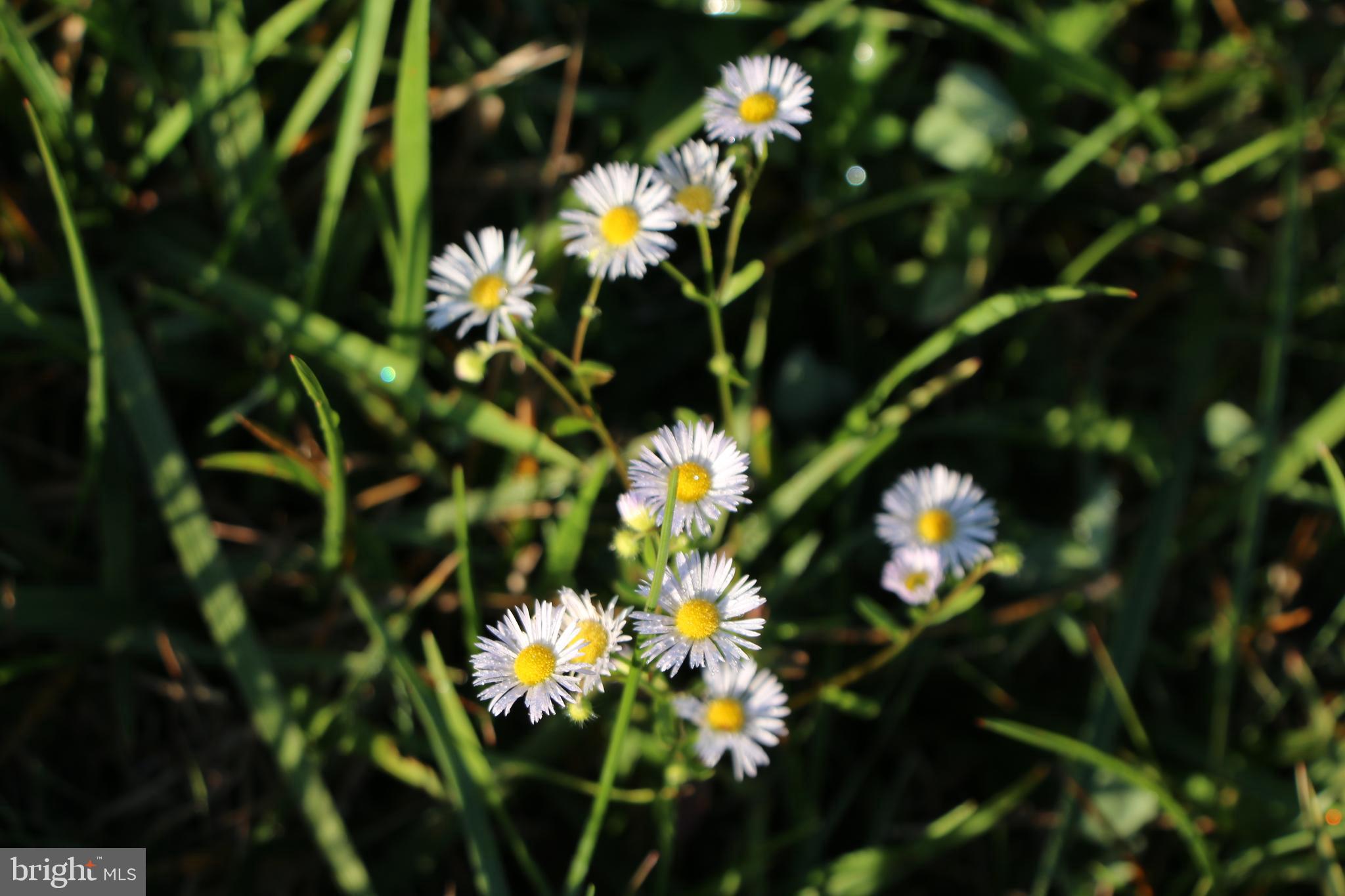 Frog Hollow Road Winchester, VA 22603 - Photo 23 of 62