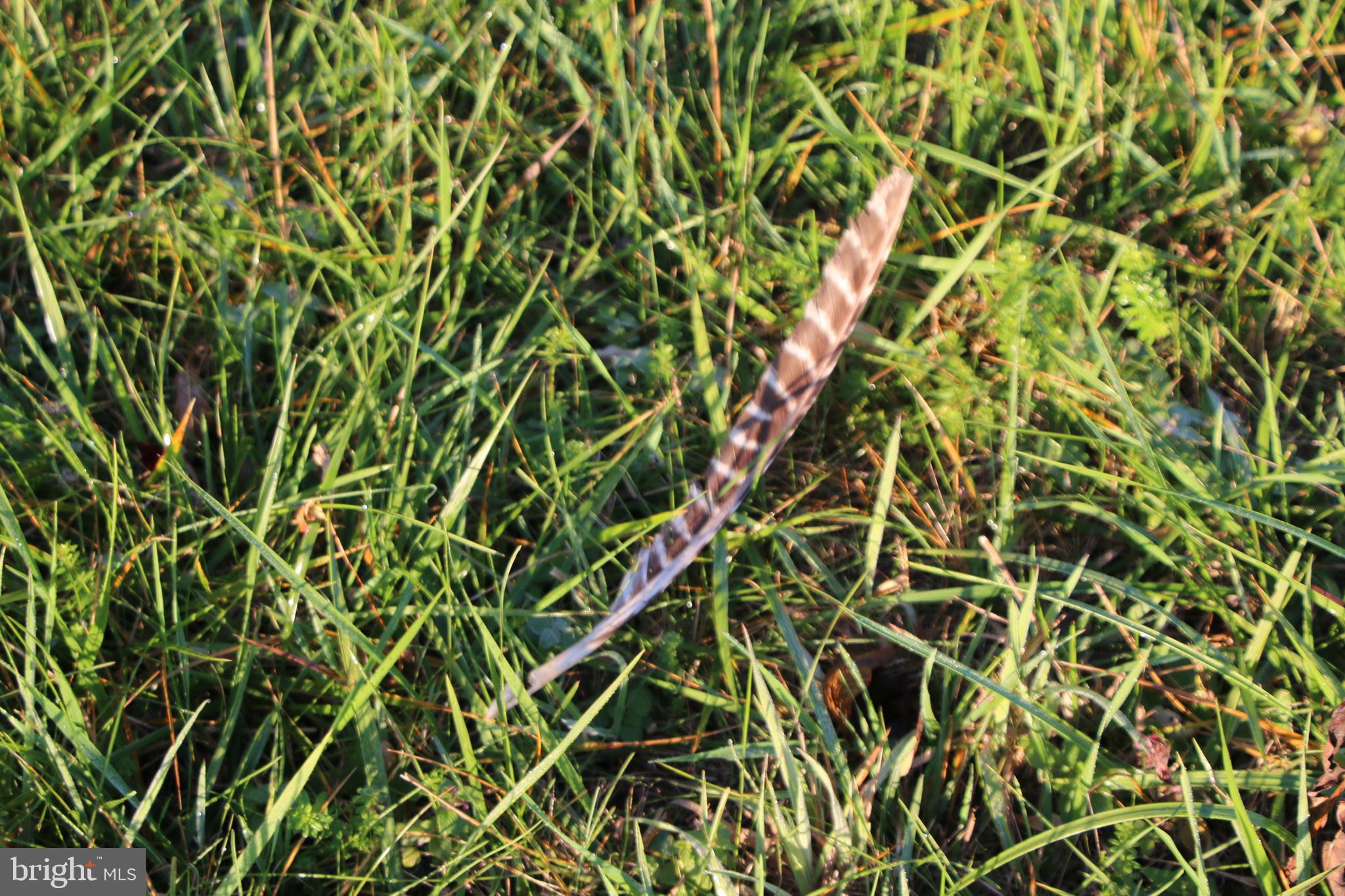 Frog Hollow Road Winchester, VA 22603 - Photo 33 of 62