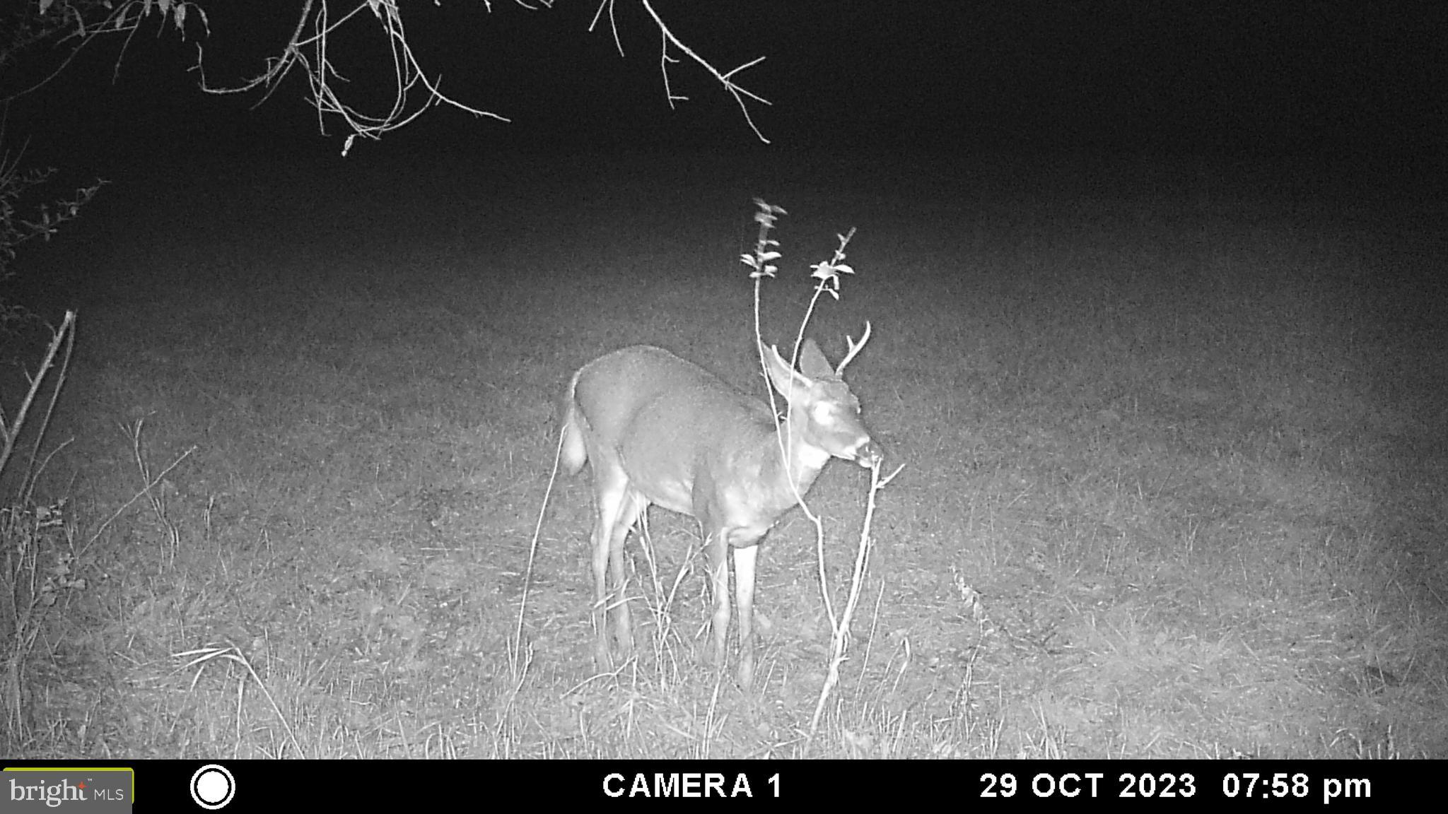 Frog Hollow Road Winchester, VA 22603 - Photo 59 of 62