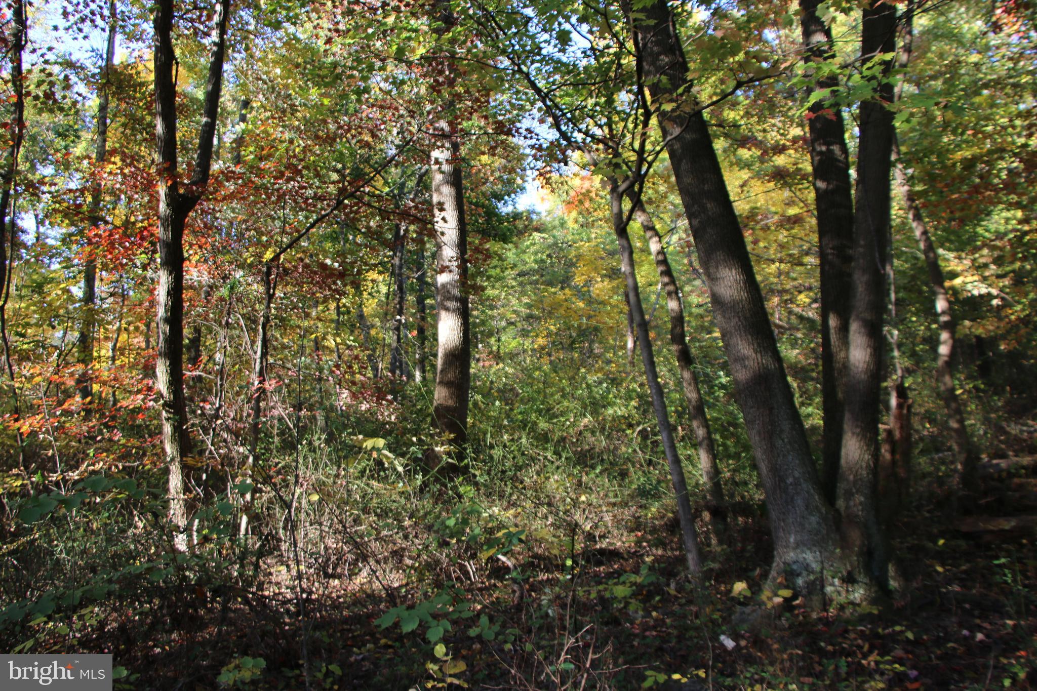 Frog Hollow Road Winchester, VA 22603 - Photo 7 of 62
