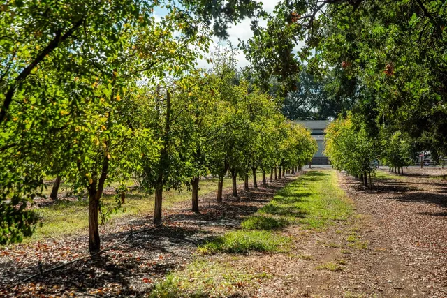 a view of a tree in a yard