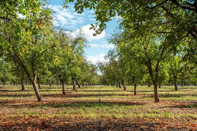 a view of a yard with a tree