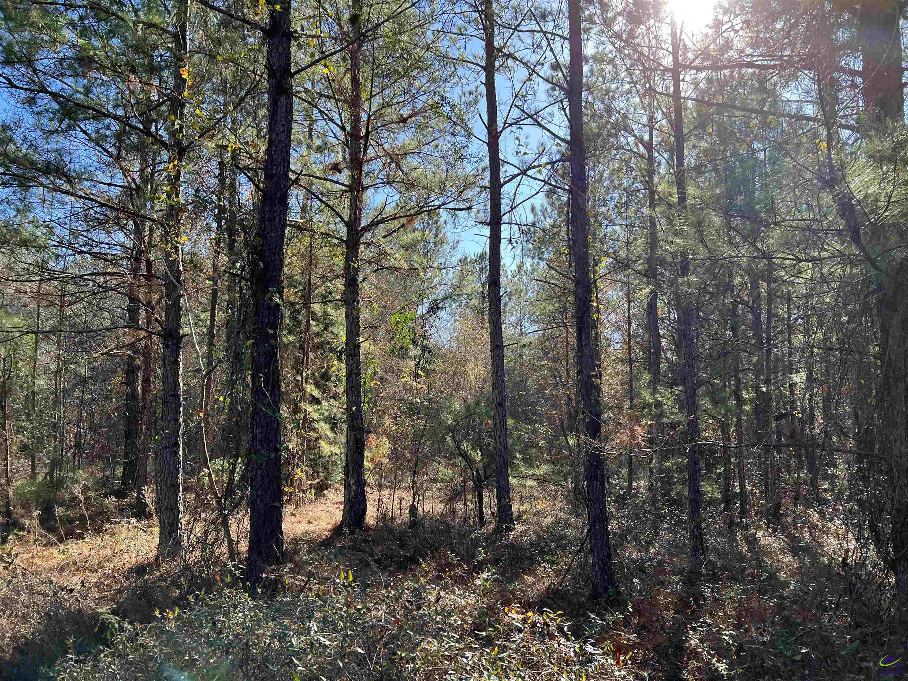 Denny Coley Road Cochran, GA 31014 - Photo 2 of 6