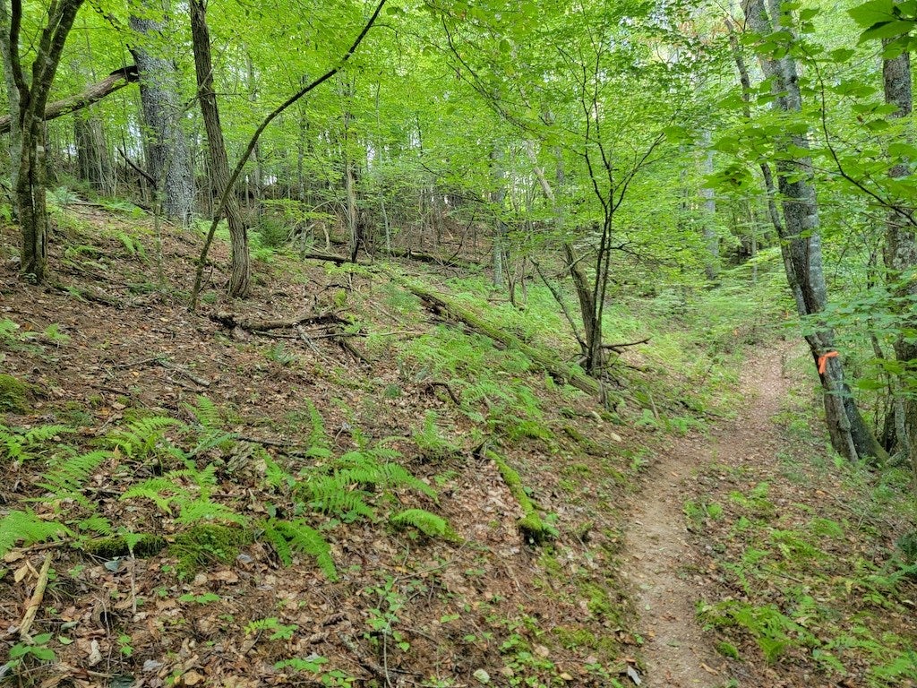 Tbd York Ridge Road Mouth Of Wilson, VA 24363 - Photo 10 of 28 Gallery Image 10