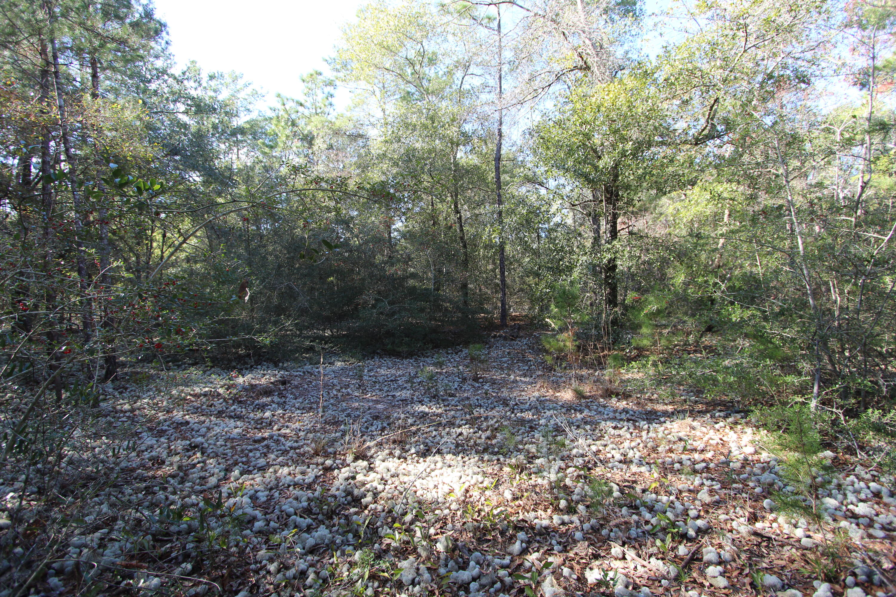 Xx Hannah Branch Road Crestview, FL 32539 - Photo 15 of 16 IMG_9723