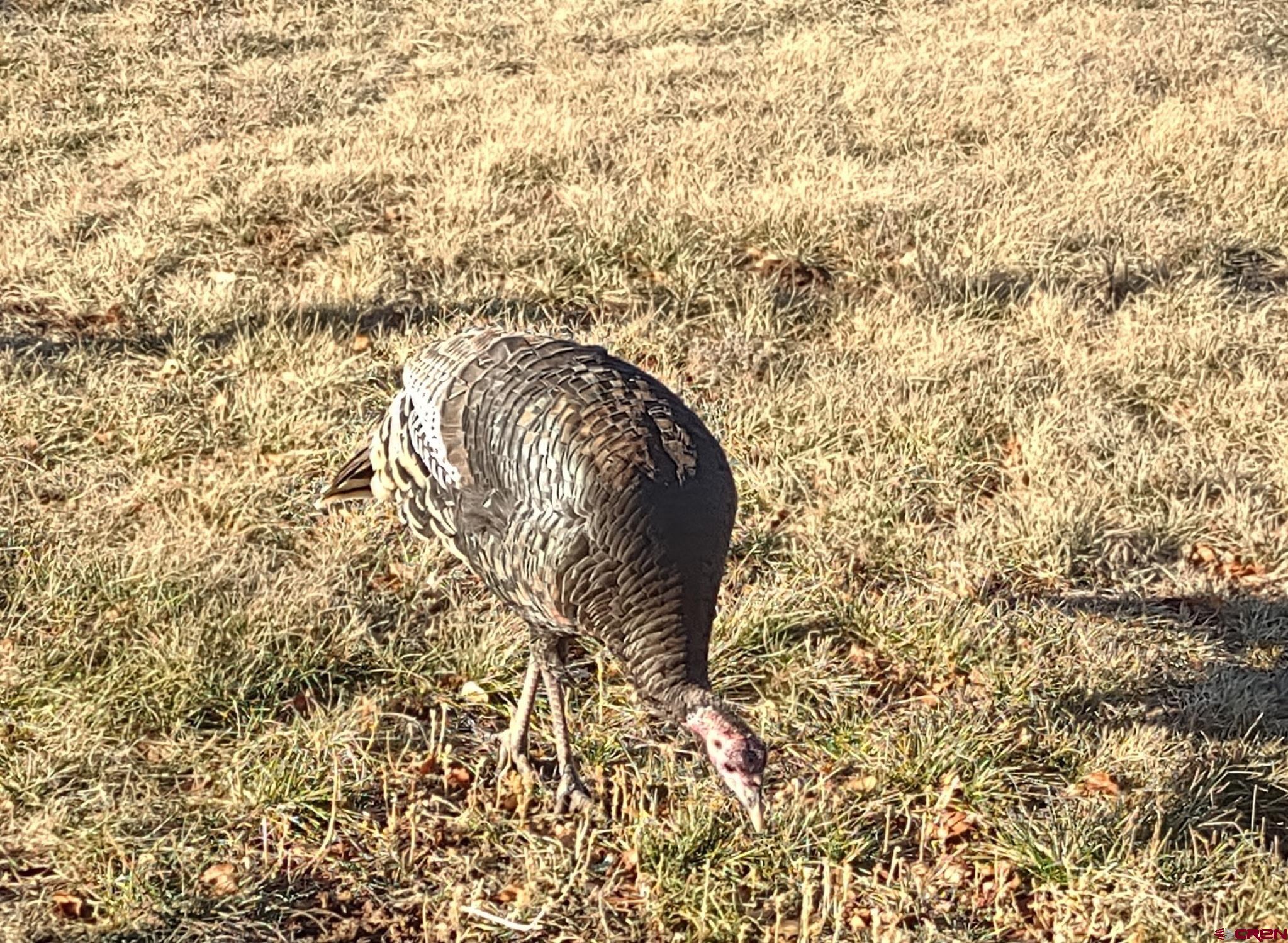 600 County Road 8F Egnar, CO 81325 - Photo 22 of 45 a close up of a plant
