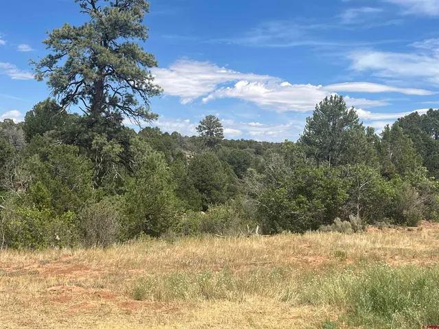 a view of a yard with large trees
