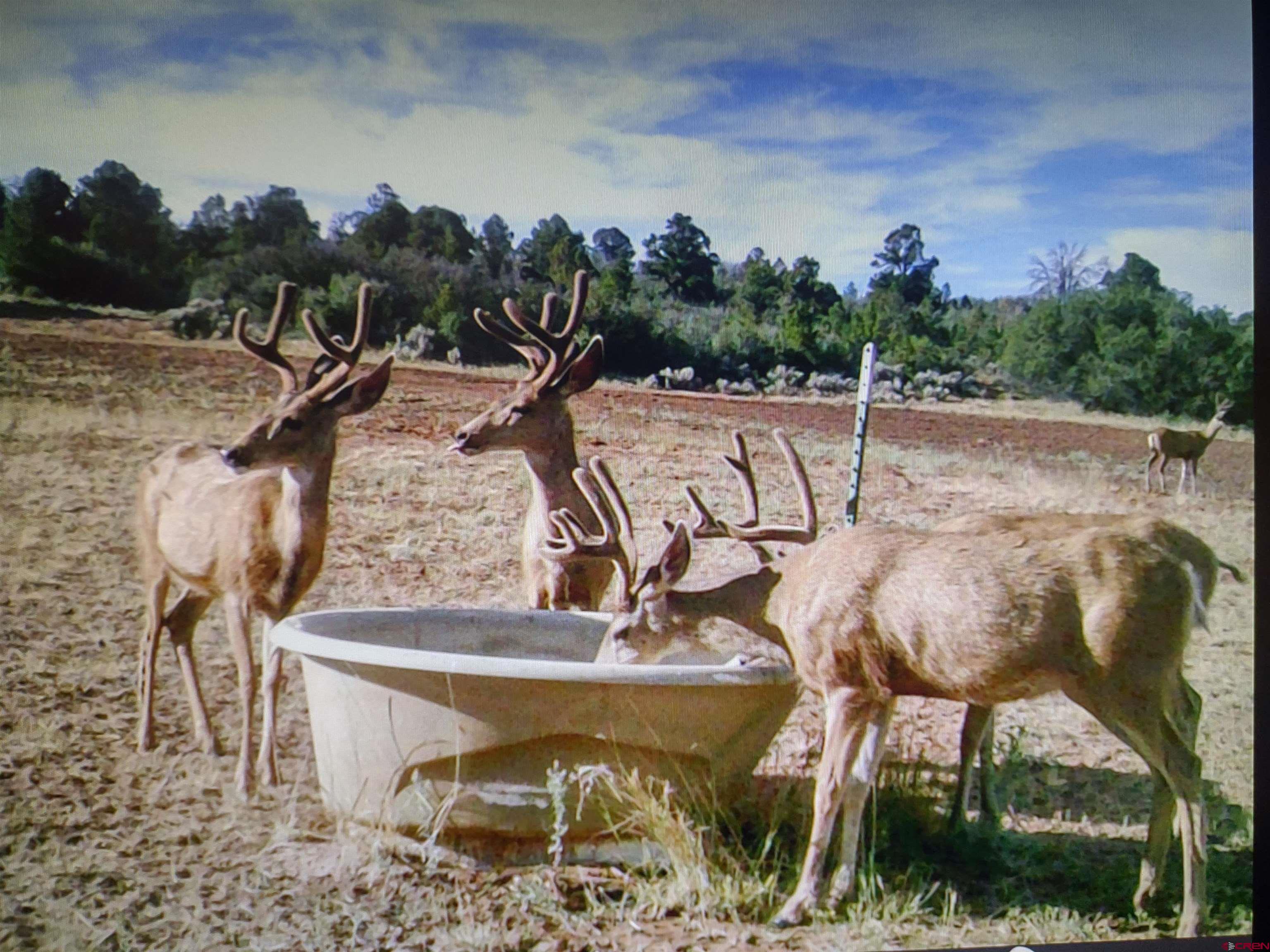 600 County Road 8F Egnar, CO 81325 - Photo 3 of 45 a view of a swimming pool with a yard