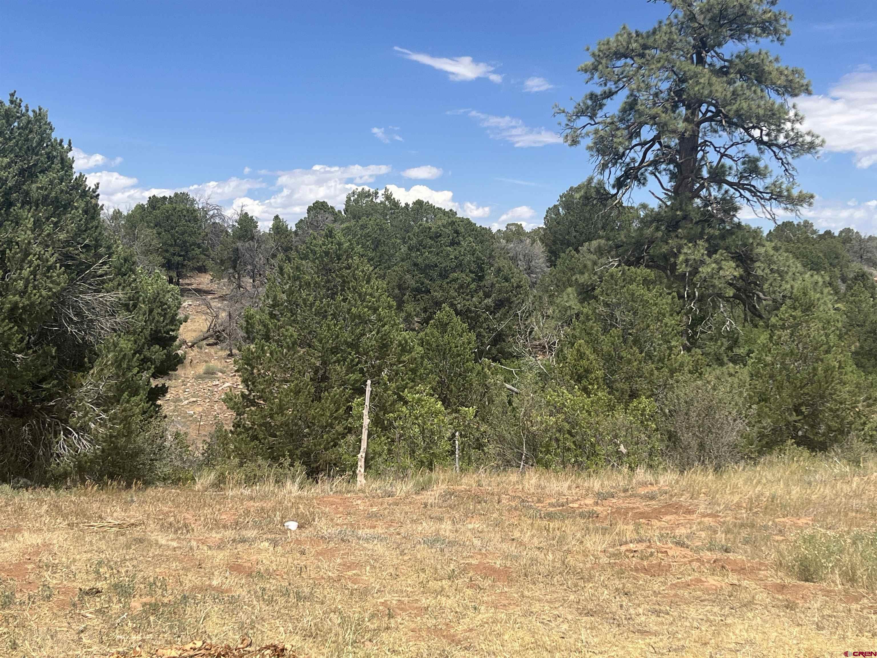 600 County Road 8F Egnar, CO 81325 - Photo 34 of 45 a view of a yard with a tree