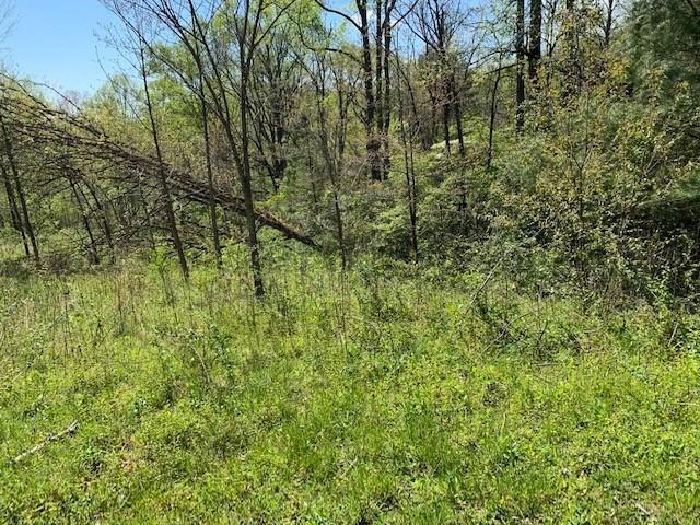 Lot 6 High Meadows Hayesville, NC 28904 - Photo 10 of 27 a view of a lush green forest
