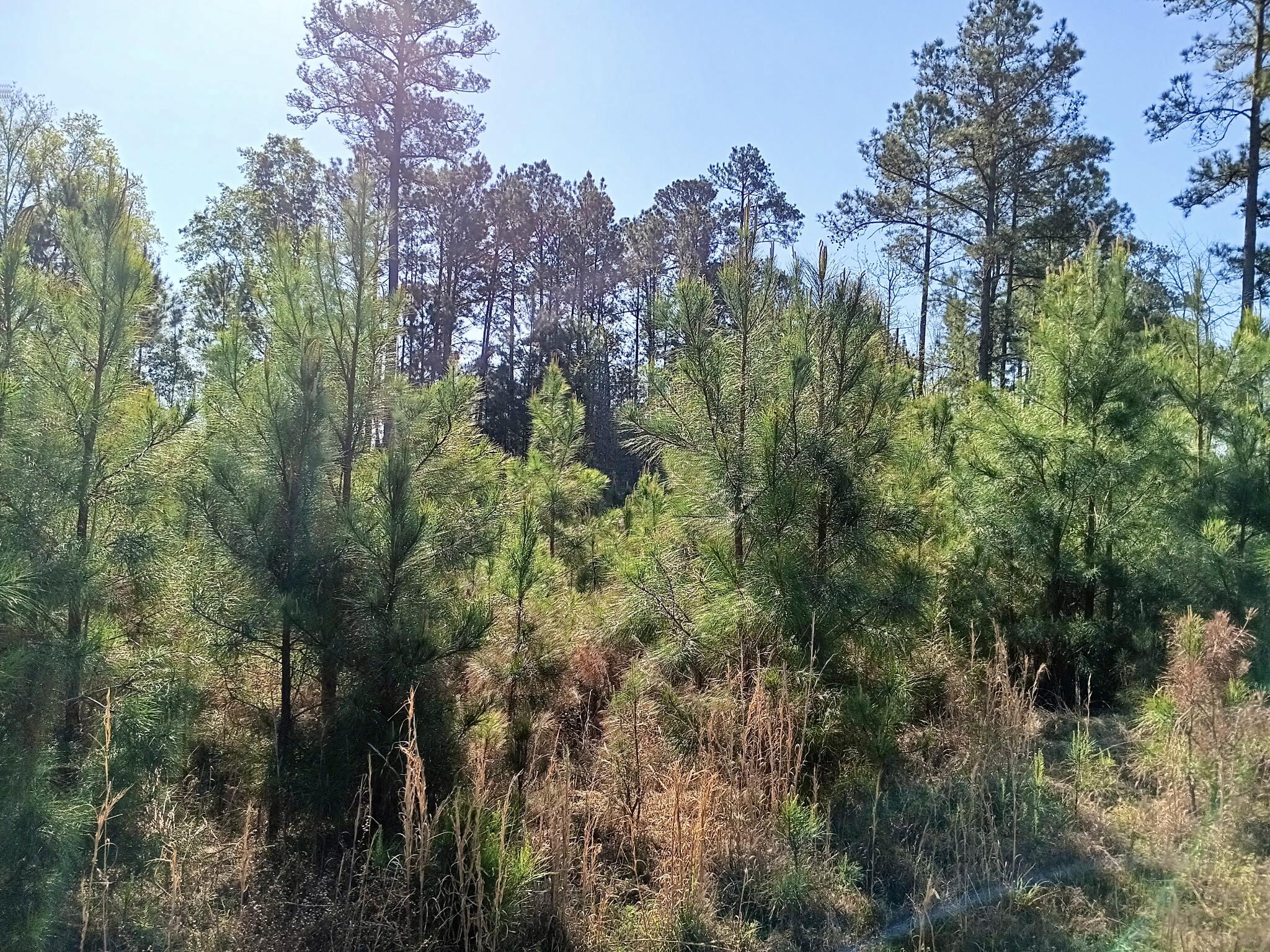 521 West Deer Road Timmonsville, SC 29161 - Photo 8 of 12