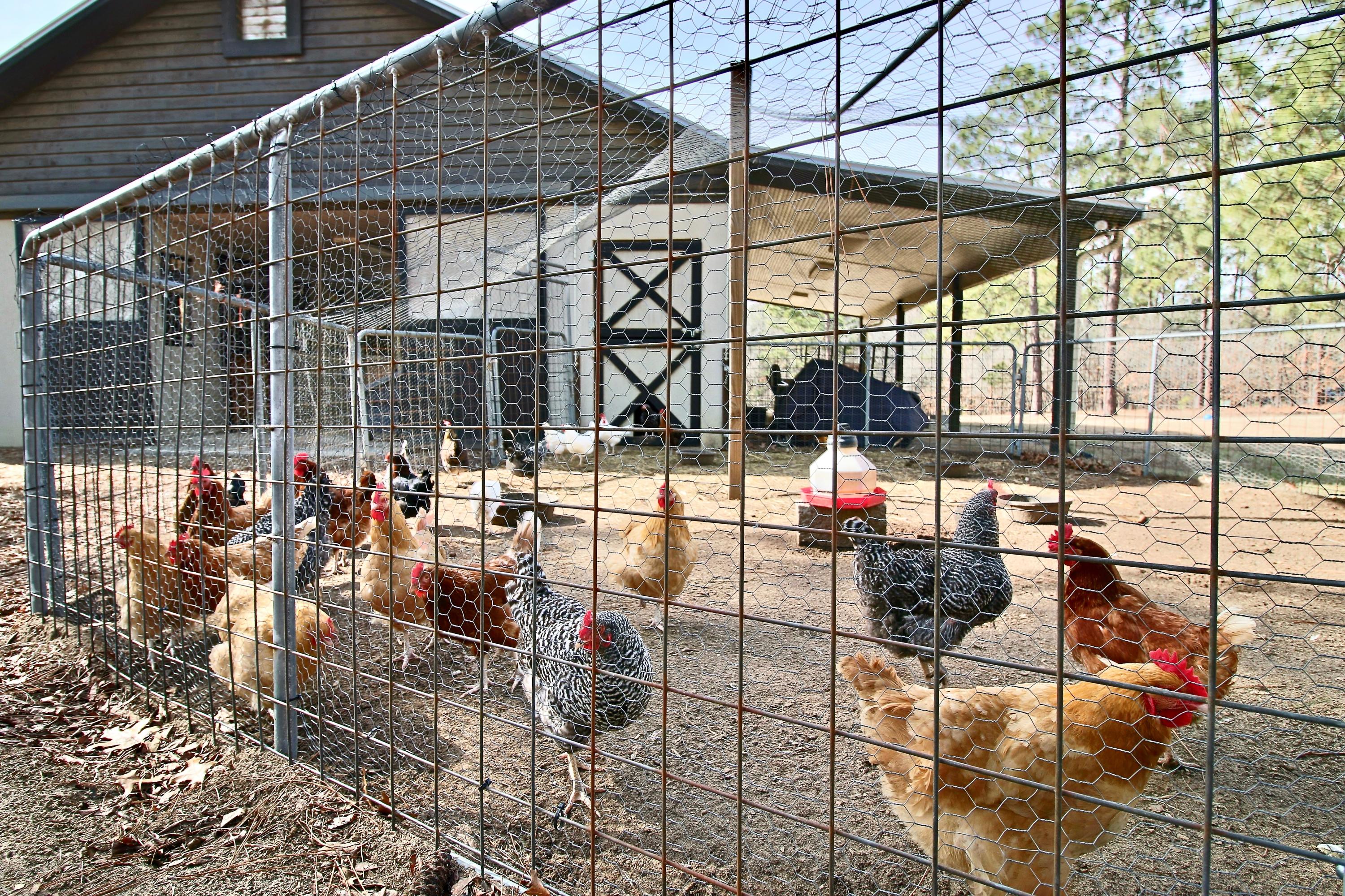 205 McDeeds Creek Road Carthage, NC 28327 - Photo 51 of 56 Chicken Heaven