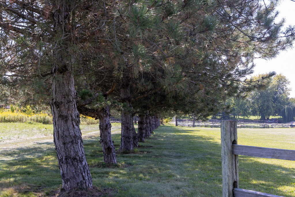 12747 Harrold Point Road Wapella, IL 61777 - Photo 5 of 48 a view of a trees in a yard