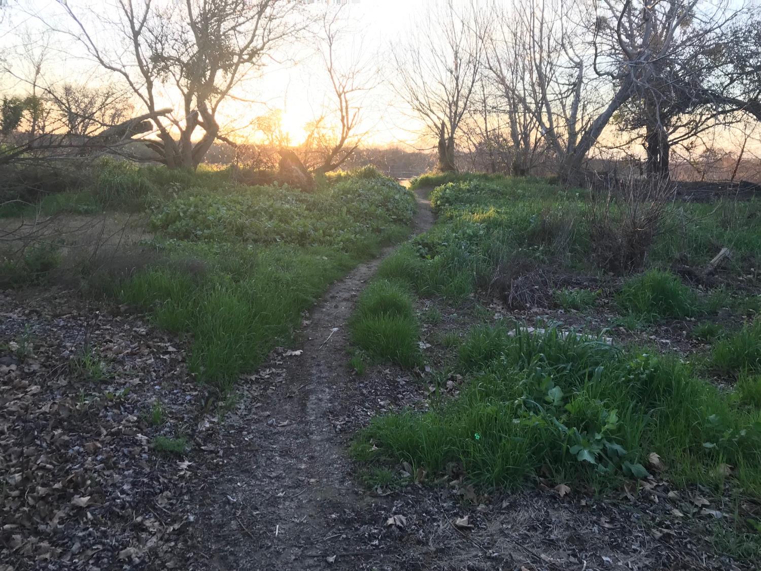 5720 Riverside Boulevard Sacramento, CA 95822 - Photo 47 of 54 a big yard with lots of green space and plants