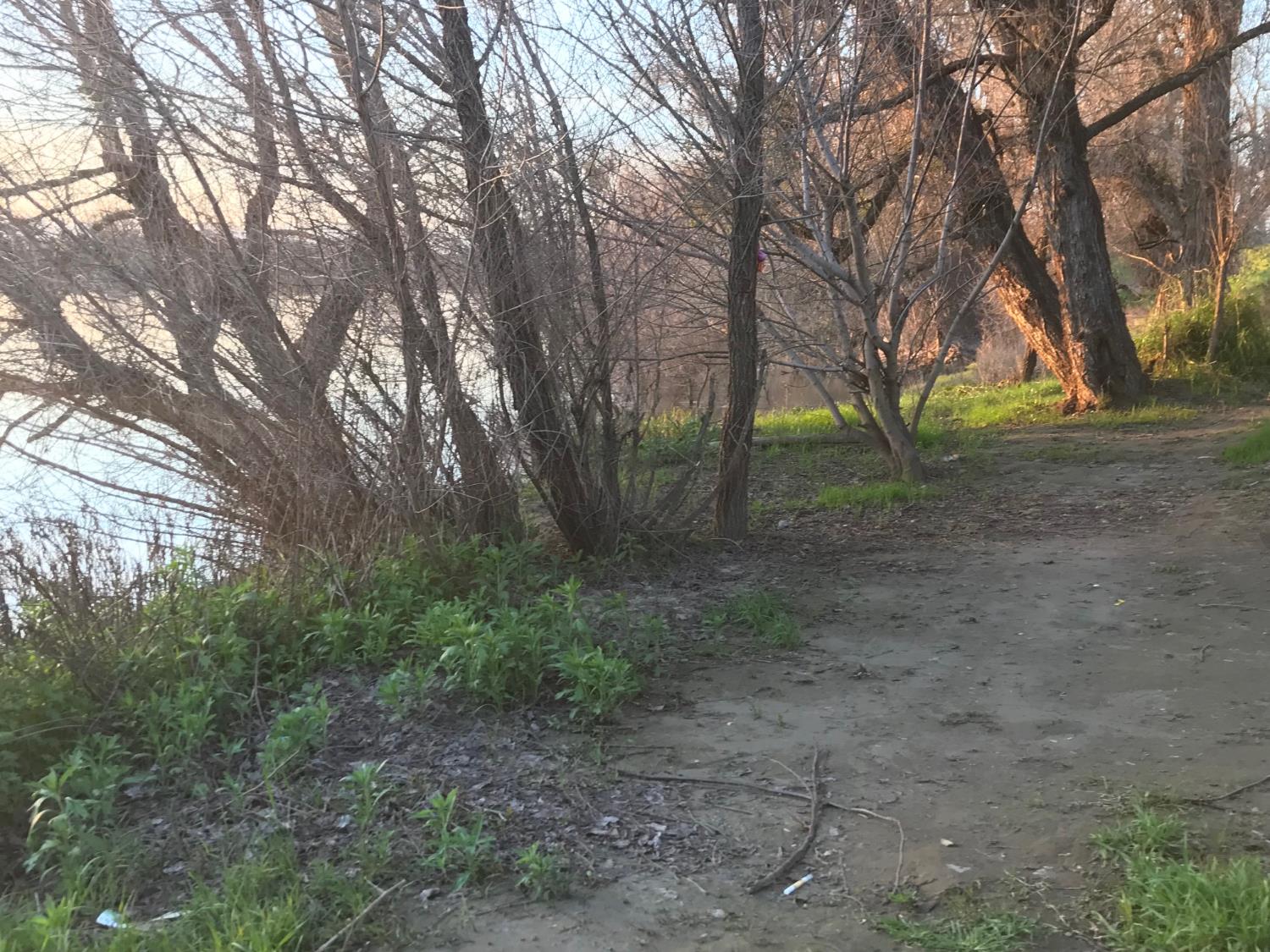 5720 Riverside Boulevard Sacramento, CA 95822 - Photo 52 of 54 a view of a forest with trees