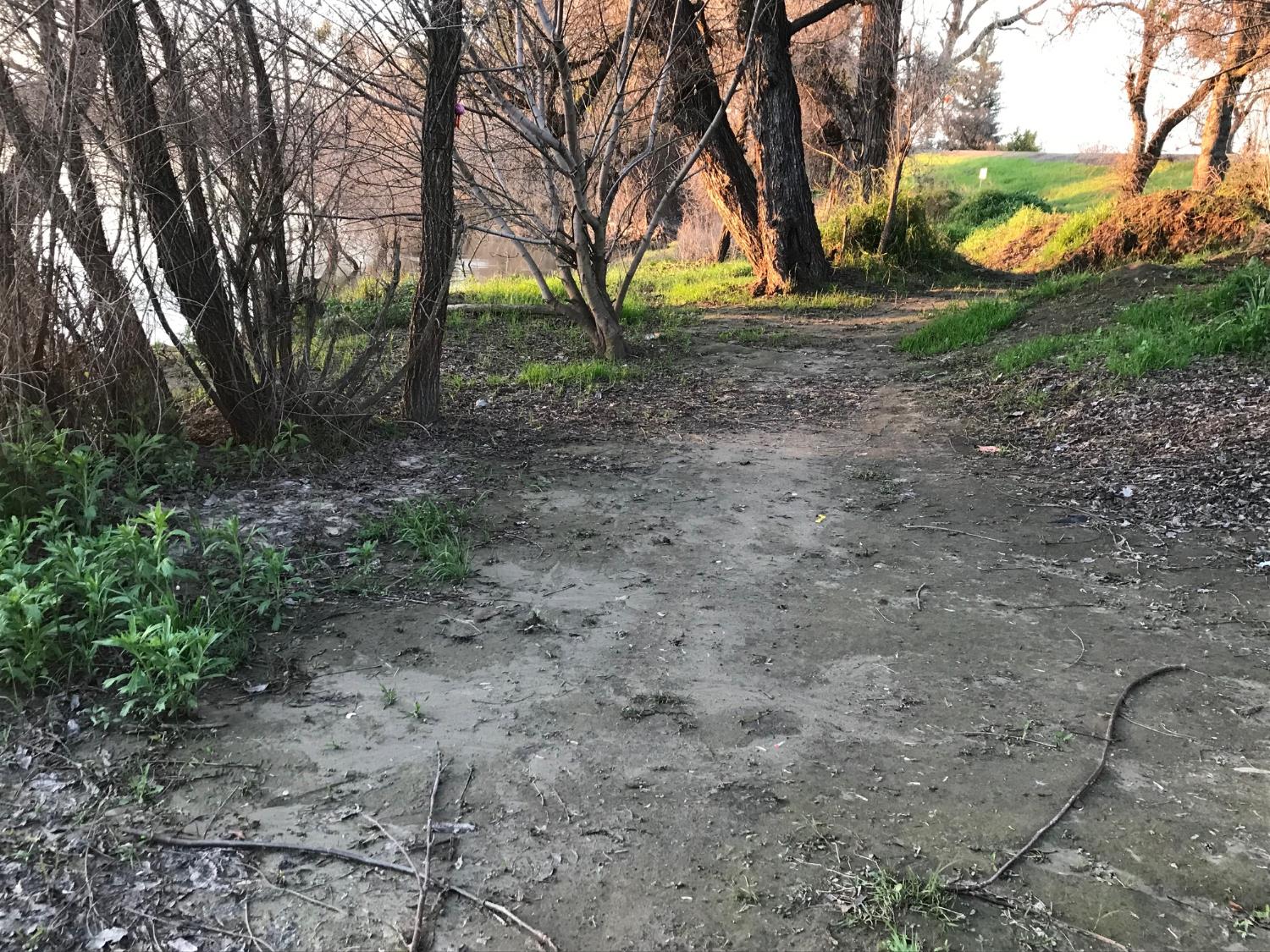 5720 Riverside Boulevard Sacramento, CA 95822 - Photo 53 of 54 a view of a backyard with large trees