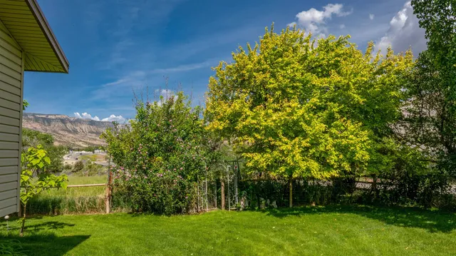 a view of a yard with plants and large trees