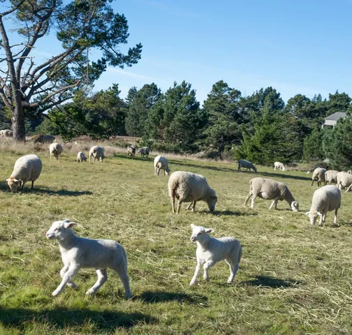 $375,000 | 35412 Sea Gate Road, The Sea Ranch, CA 95497