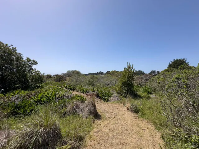 a view of a forest with a tree