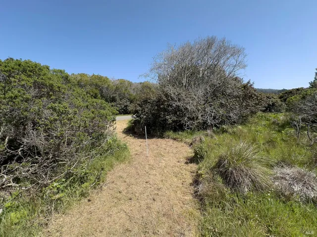 a view of a dry yard with trees in the background