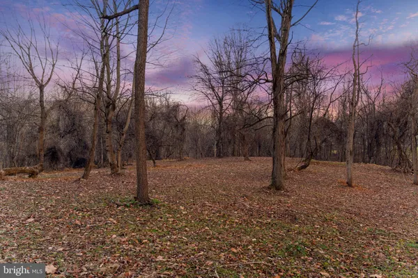 a view of a yard with plants and a large tree
