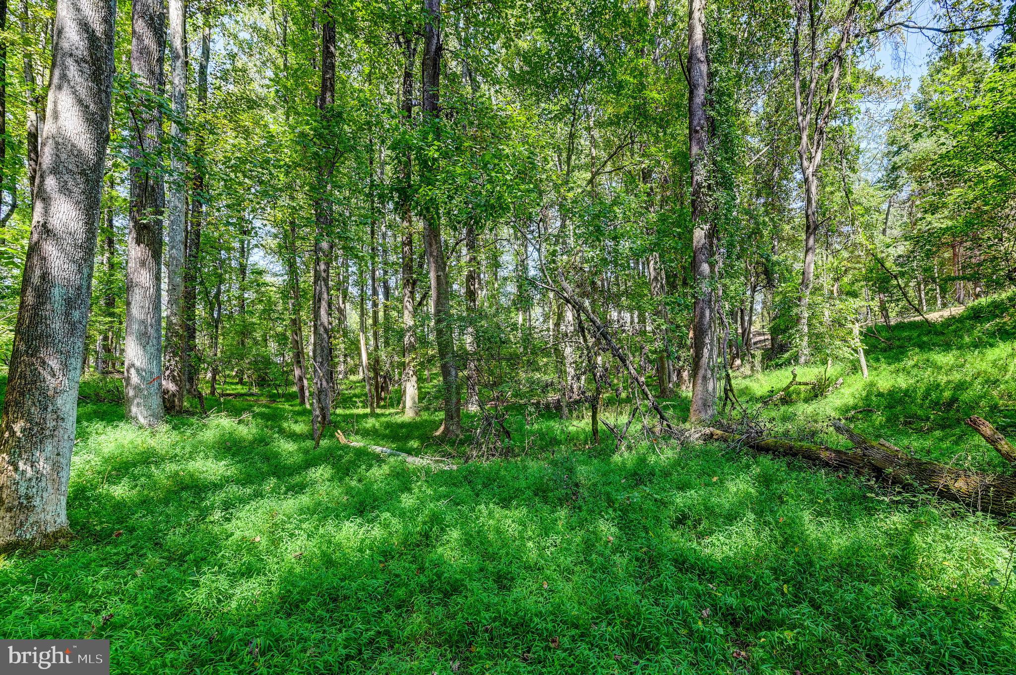 14498 Western Road Cockeysville, MD 21030 - Photo 24 of 27 a view of lush green forest