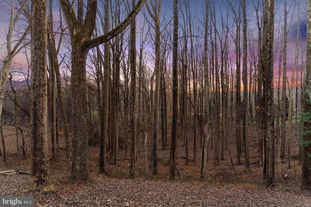 a lush green forest with lots of trees