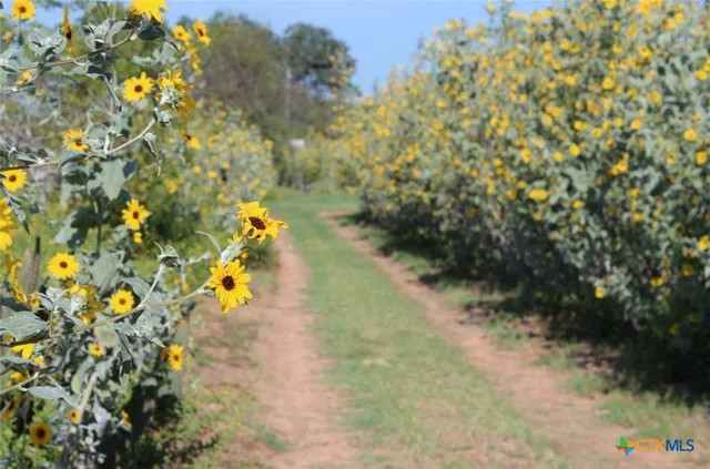 a view of a yard with plants and wooden fence