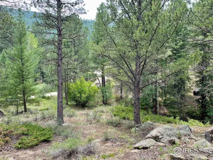 a view of a forest with trees