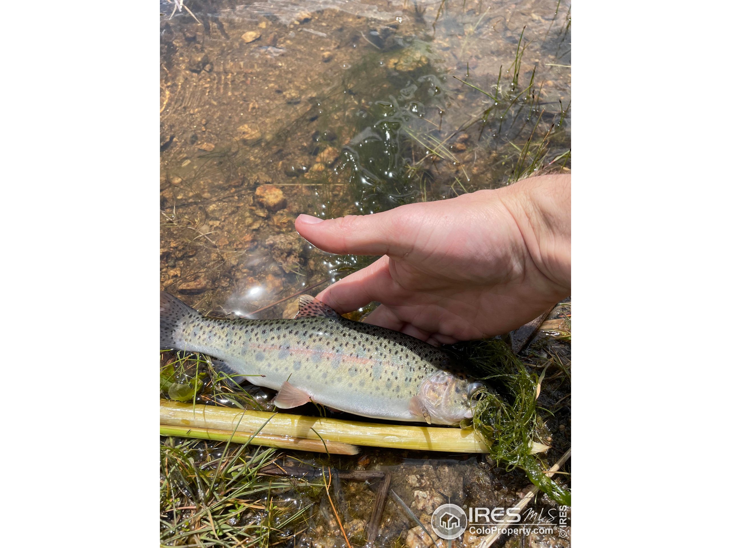 0 Hemlock Drive Lyons, CO 80540 - Photo 28 of 32 a view of entryway