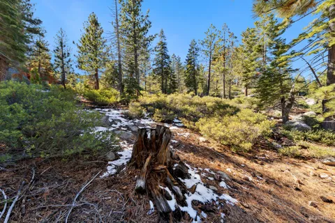 a garden with lots of trees