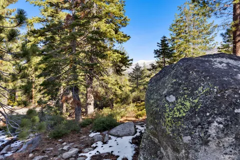 a view of a large tree