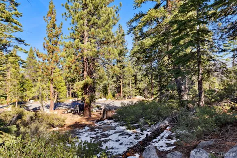 a view of a yard with plants and trees