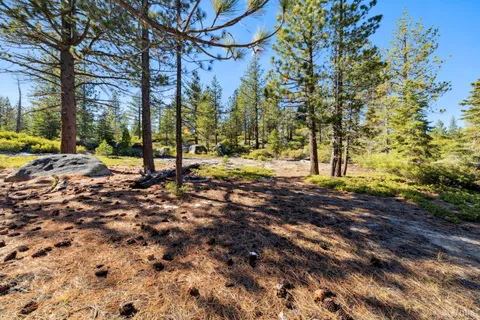a view of a yard with plants and trees