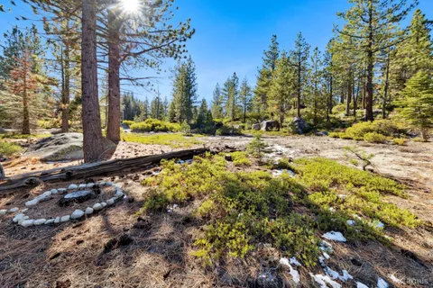 a view of a yard with trees