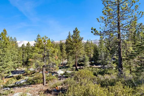 a view of a tree in a yard