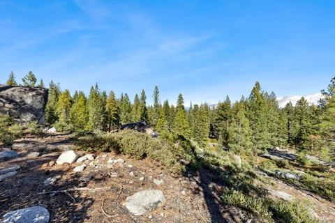 a view of a garden with a tree