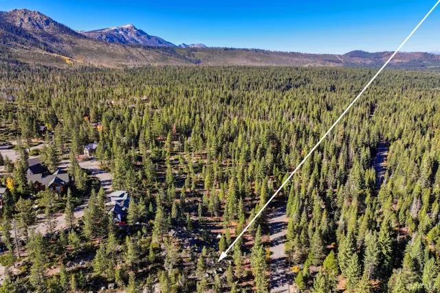 a view of a yard with plants and tree