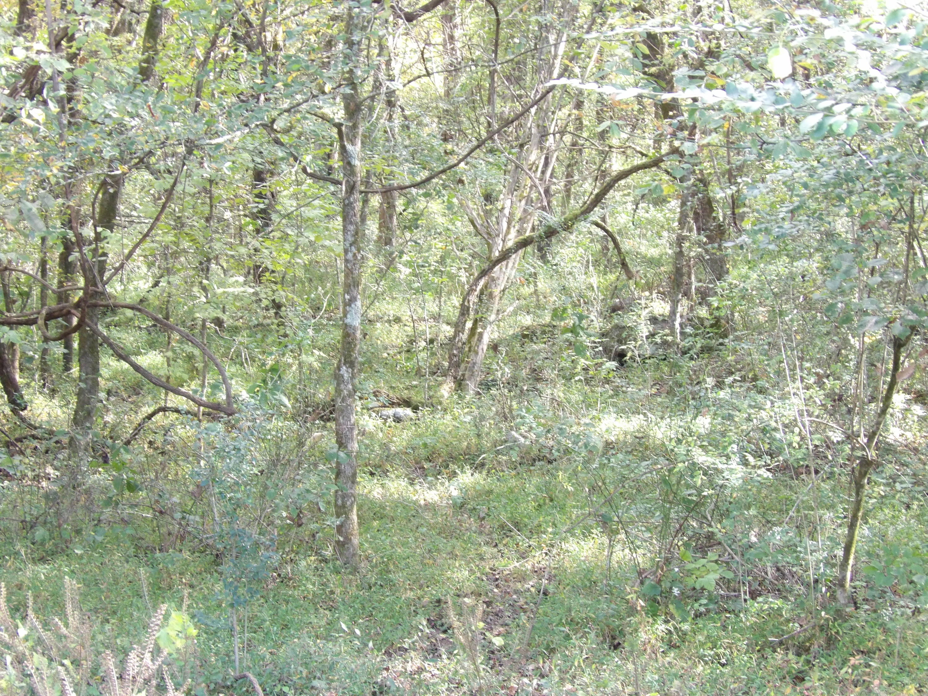 10100 East Valley Road, Unit UPPR EAST Pikeville, TN 37367 - Photo 57 of 68 100_1548