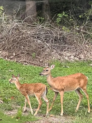 $814,900 | 1080 Estate Drive, Dalton, GA 30720