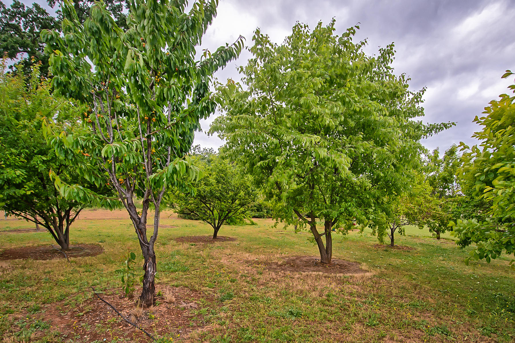 18847 Gas Point Road Cottonwood, CA 96022 - Photo 50 of 65 gas point-144