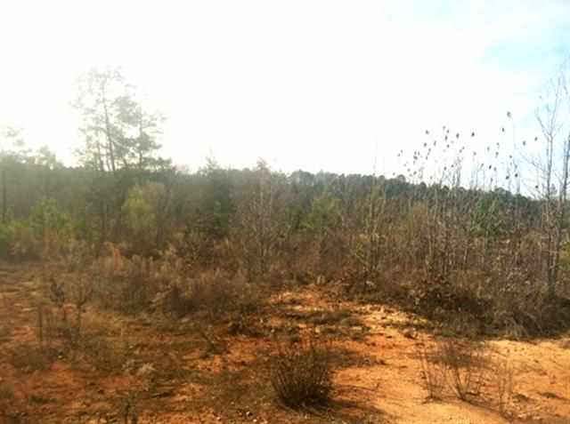 0 South Cooks Rd Mountain Rest Cross Hill, SC 29332 - Photo 8 of 20 Gallery Image 8