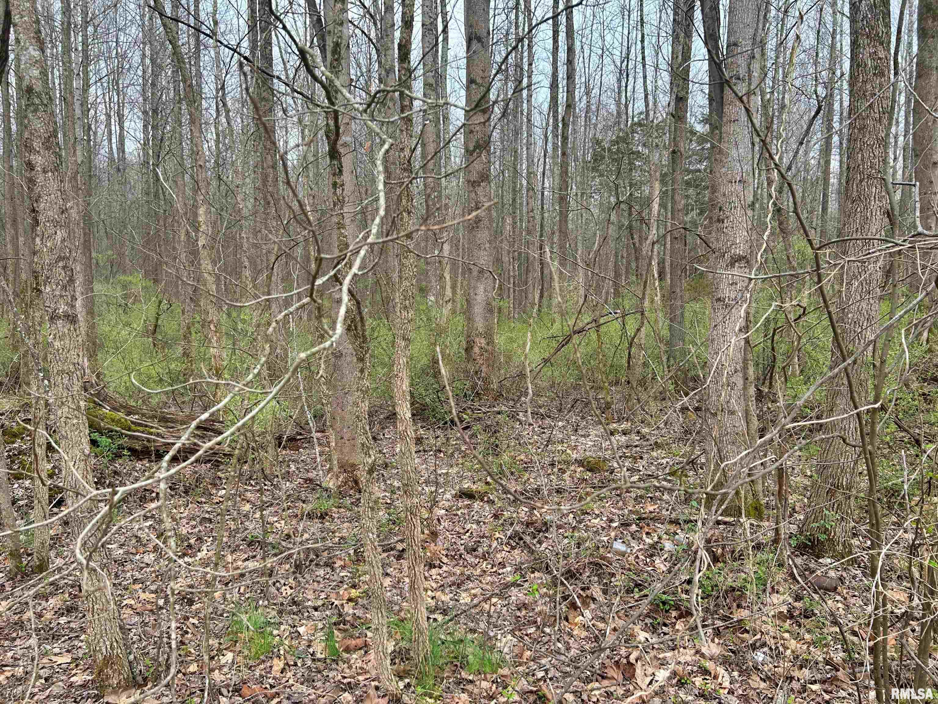 Tbd Fish Farm Road Golconda, IL 62938 - Photo 2 of 9