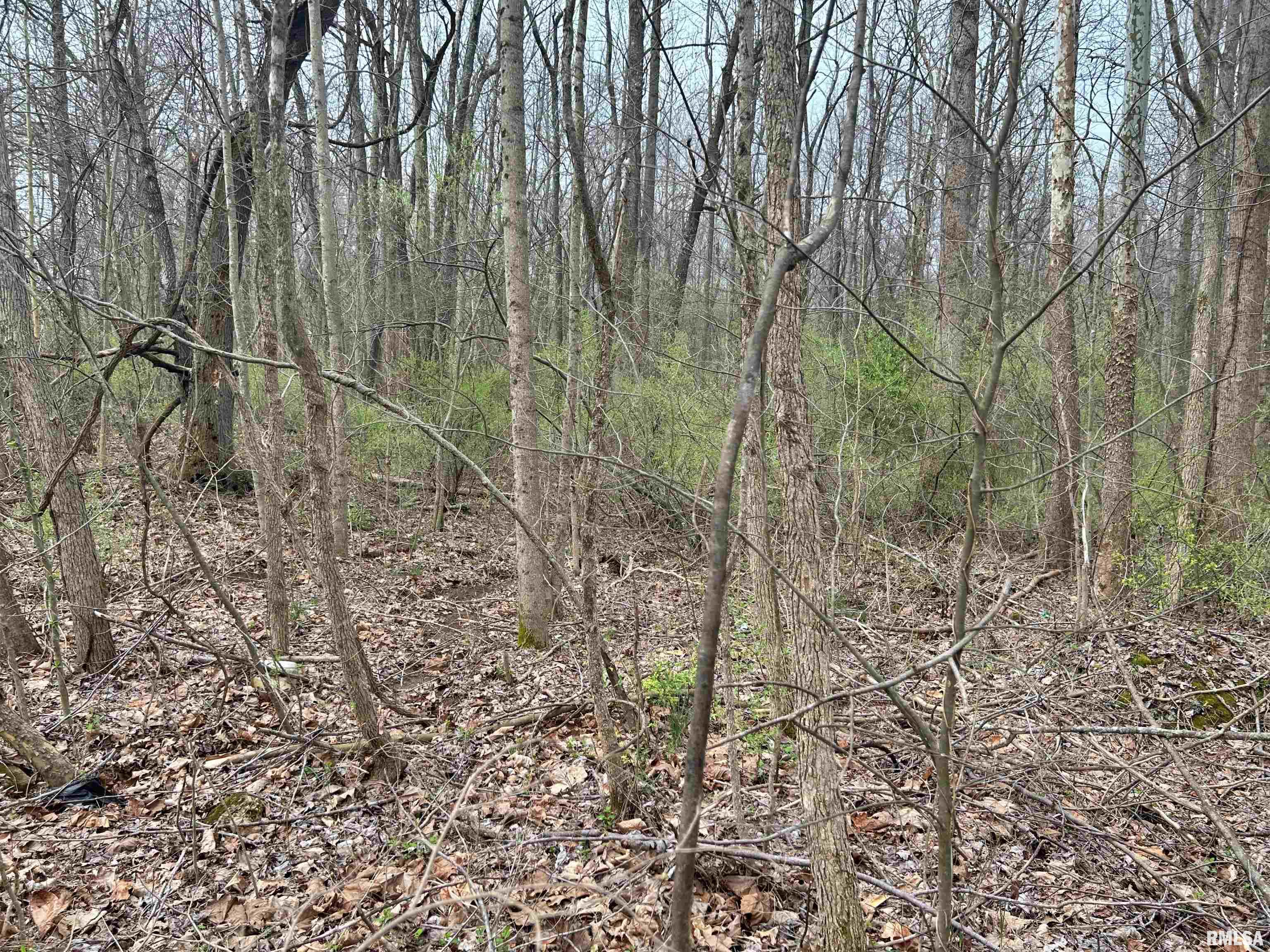 Tbd Fish Farm Road Golconda, IL 62938 - Photo 3 of 9