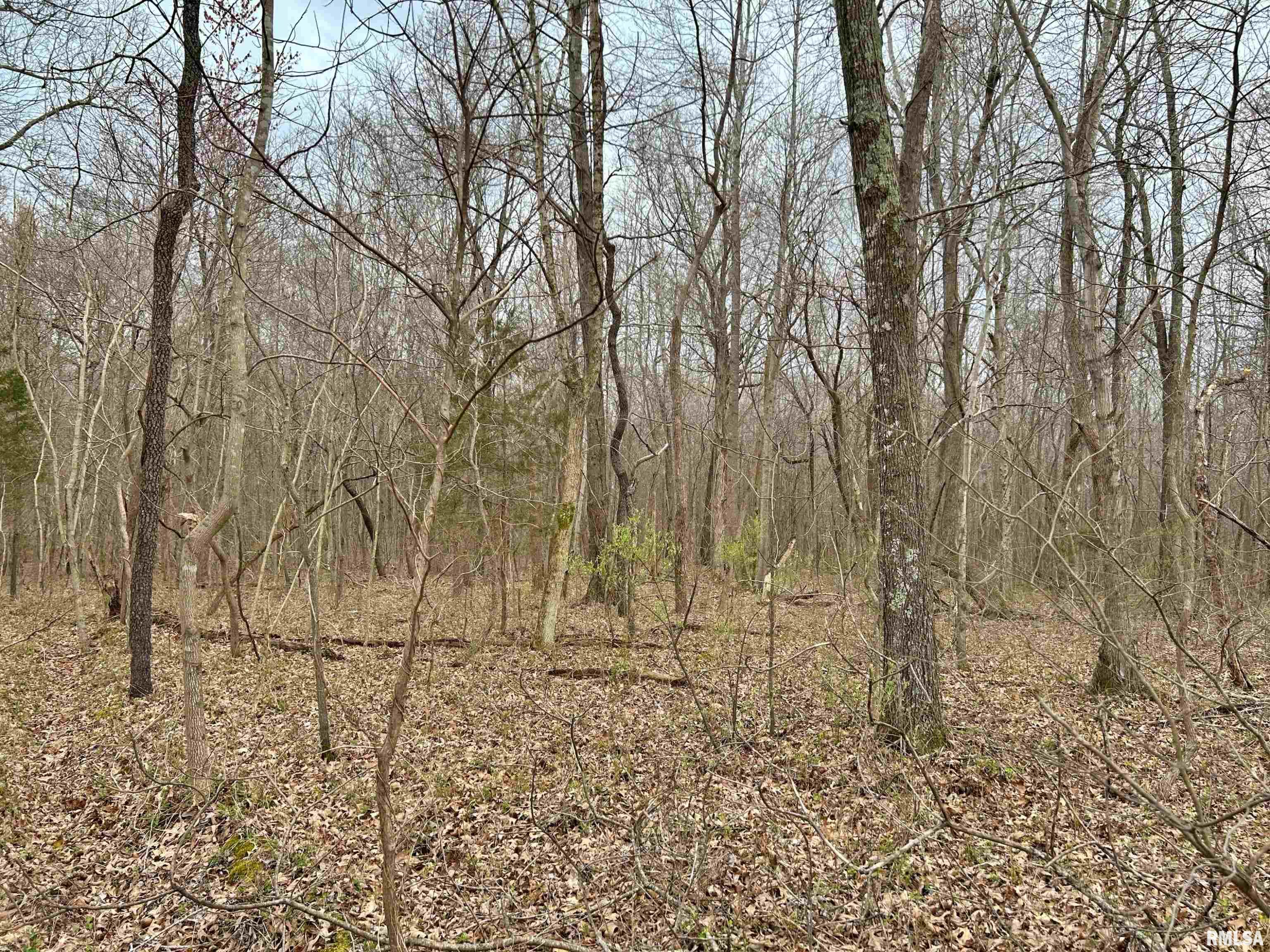 Tbd Fish Farm Road Golconda, IL 62938 - Photo 8 of 9